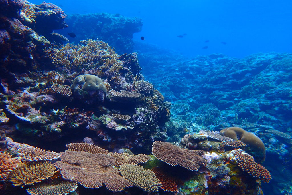 サンゴ礁に囲まれたイノーで遊ぼう 石垣島のマリンアクティビティスポット