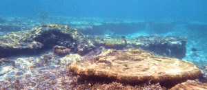 石垣島北部の海の中
