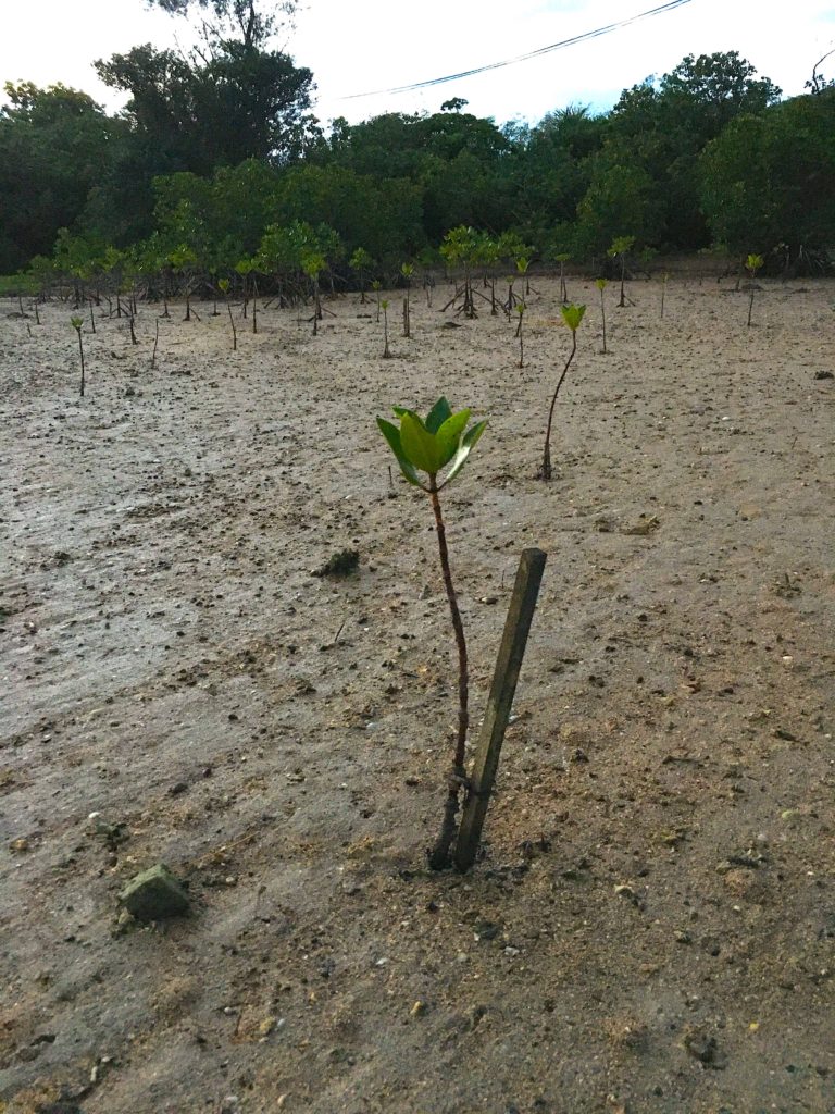 名蔵アンパルで植樹されているマングローブ苗
