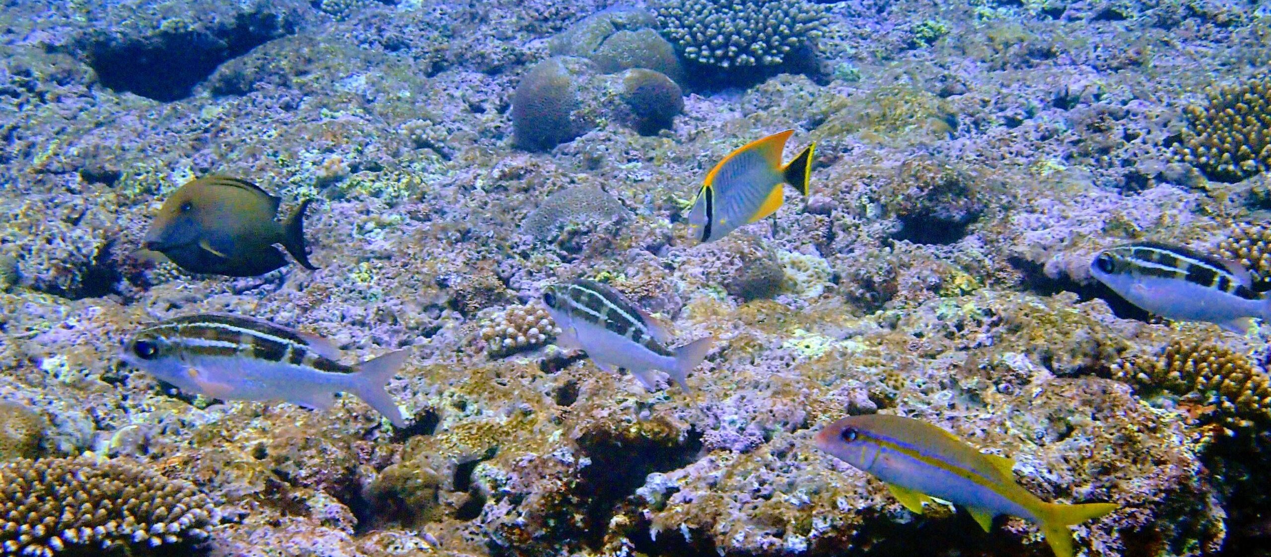 イノー熱帯魚海のテラス