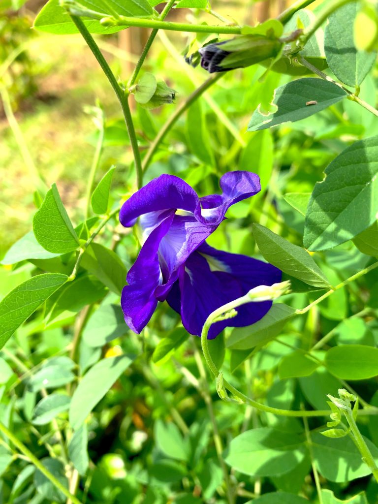 石垣島ハーブバタフライピー紫色の花