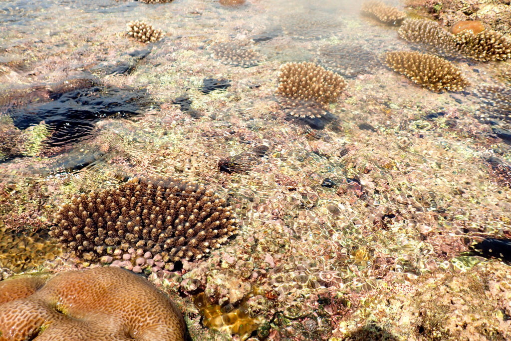 珊瑚の日 サンゴを守りながら安全なシュノーケリングを楽しむには