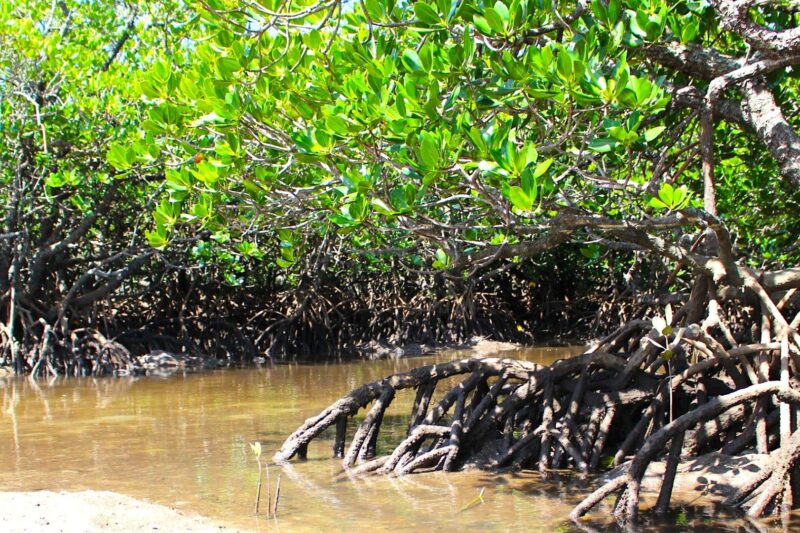 吹通川マングローブ