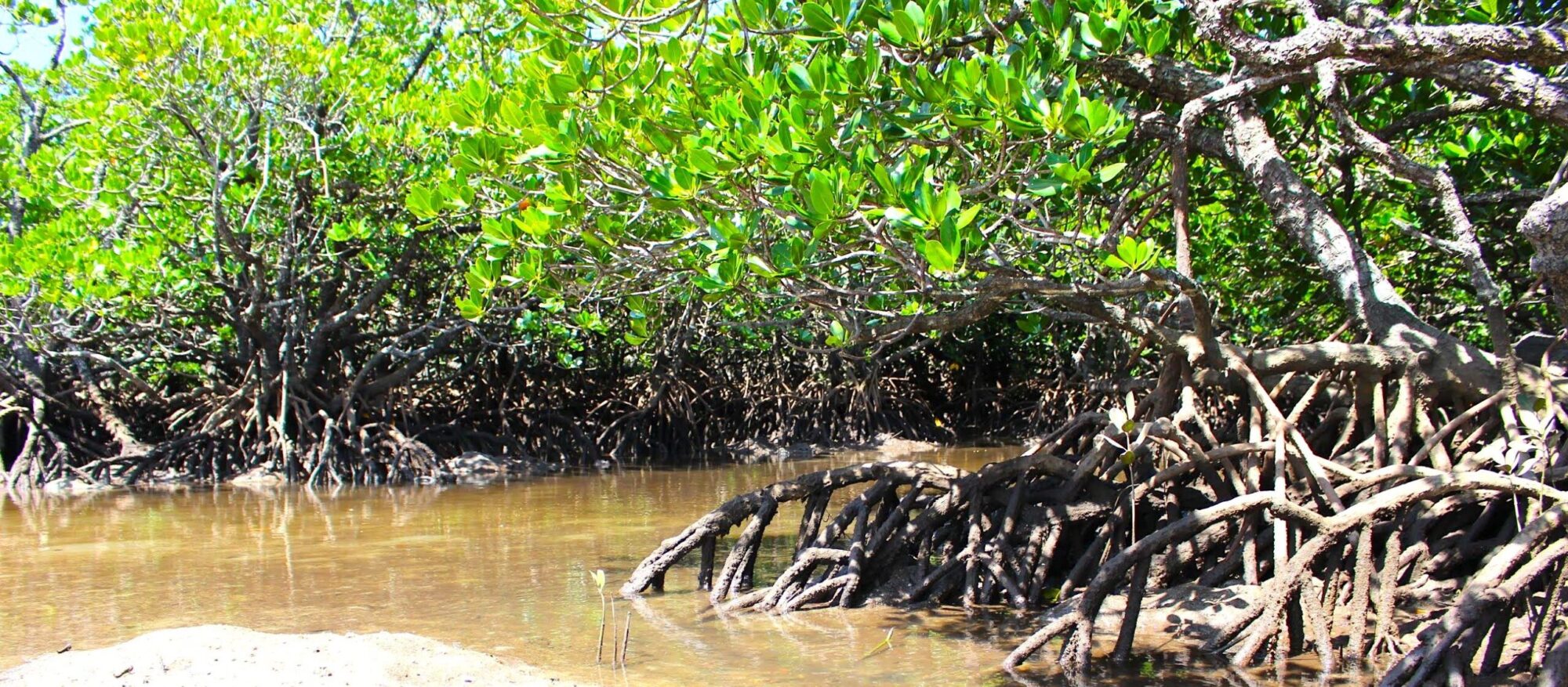 吹通川マングローブ