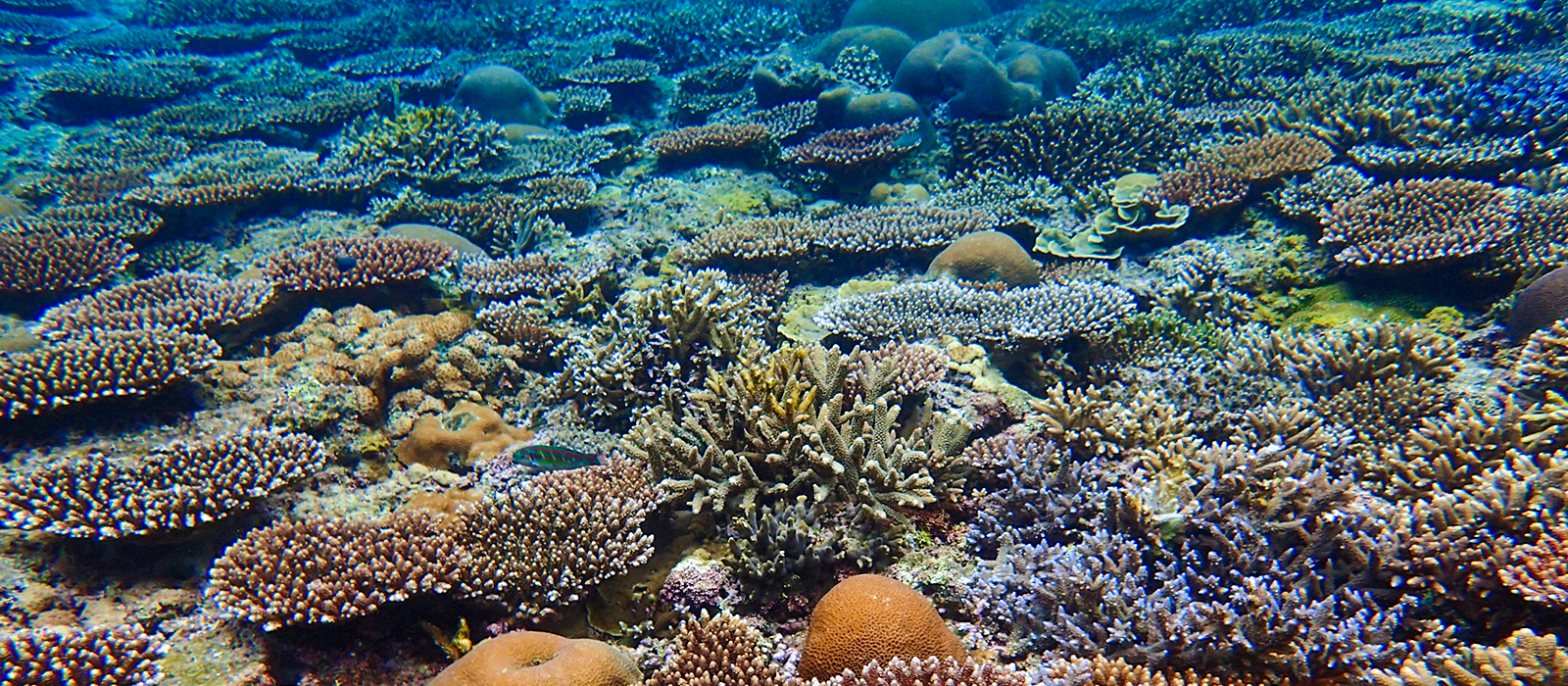 サンゴ豊富な目の前のシークレットビーチ