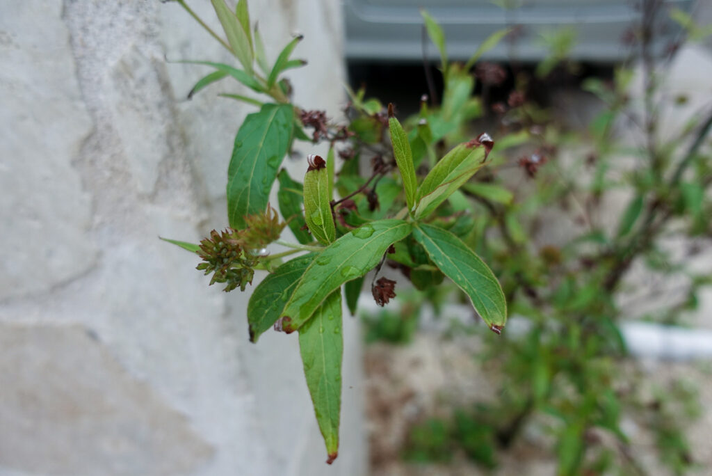 恵みの雨をうけた植栽