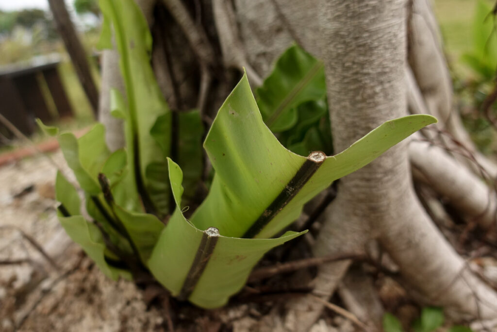 移植のためにオオタニワタリの葉をカット