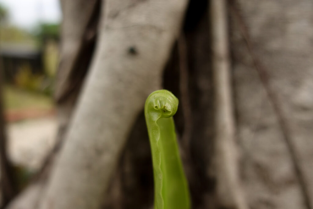 オオタニワタリの新芽