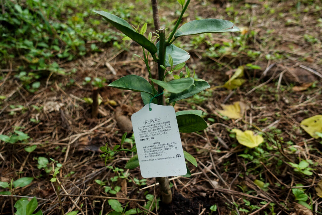 森のテラスに植えたシークァーサーの苗