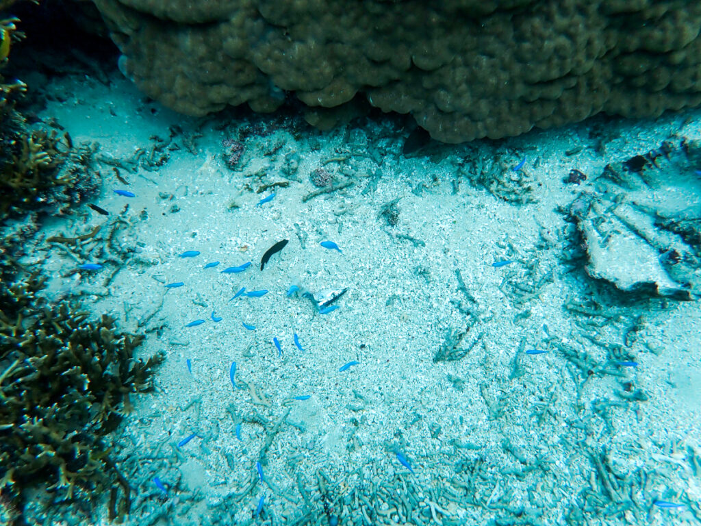 ルリスズメダイなど熱帯魚が豊富な海のテラス