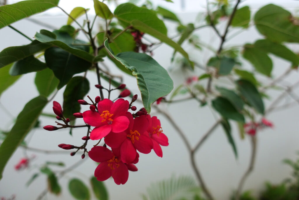 テイキンザクラの花は桜色というよりも濃い赤色