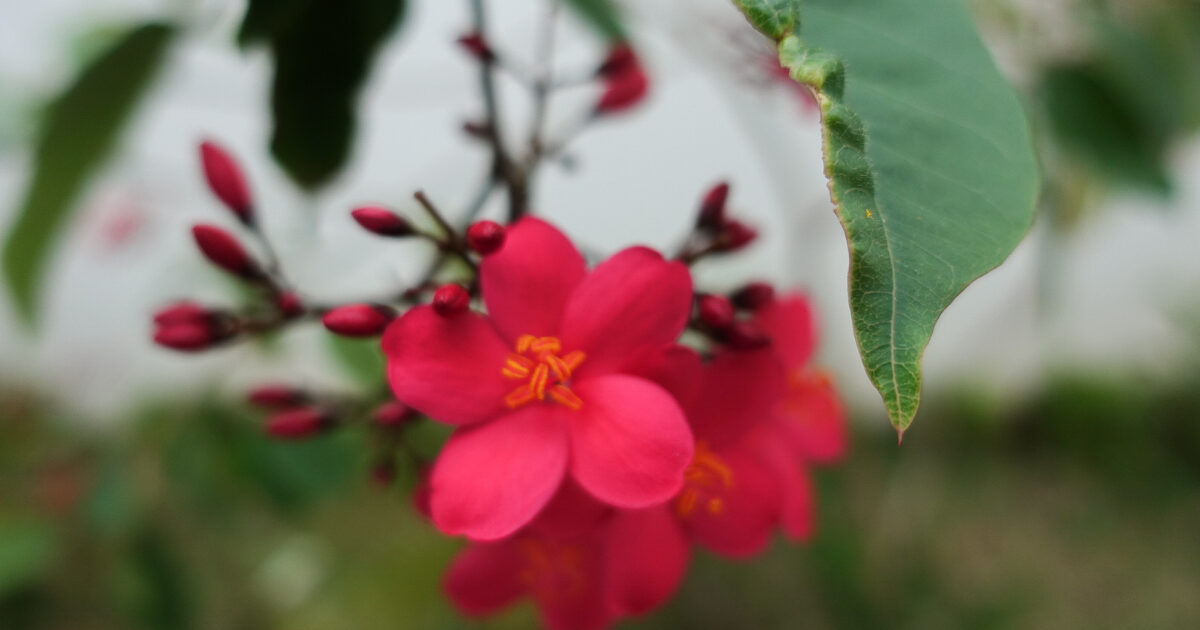 テイキンザクラの花は桜色というよりも濃い赤色