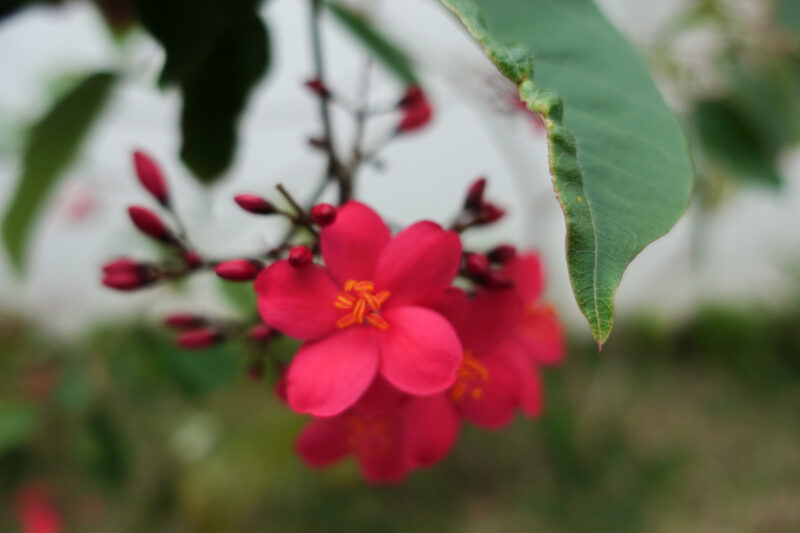 テイキンザクラの花は桜色というよりも濃い赤色
