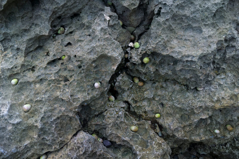 岩の隙間にピッタリはまる小さな貝たち