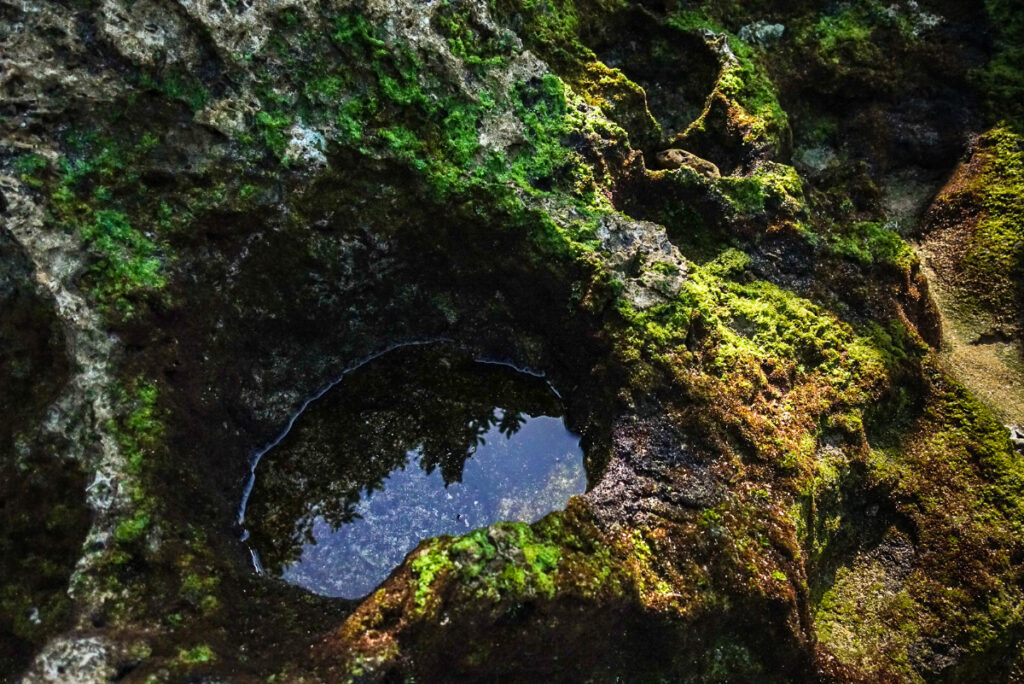 海のテラスの苔むした岩の穴には小さな海水のプールが