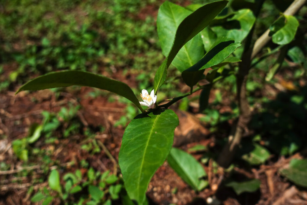 レモンの花