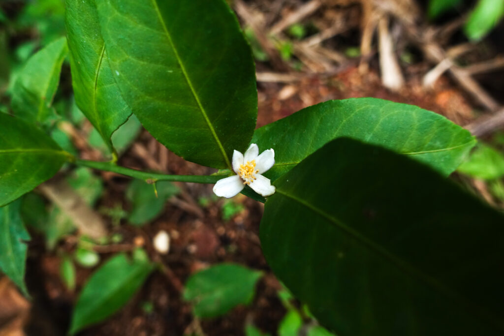 レモンの花