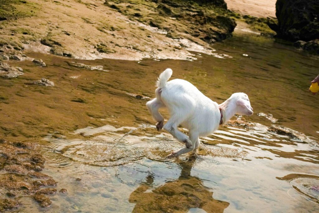 1歳半の雌ヤギ ユイ