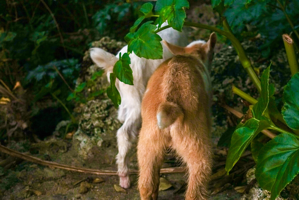 1歳半の雄ヤギのマールと雌ヤギのユイ