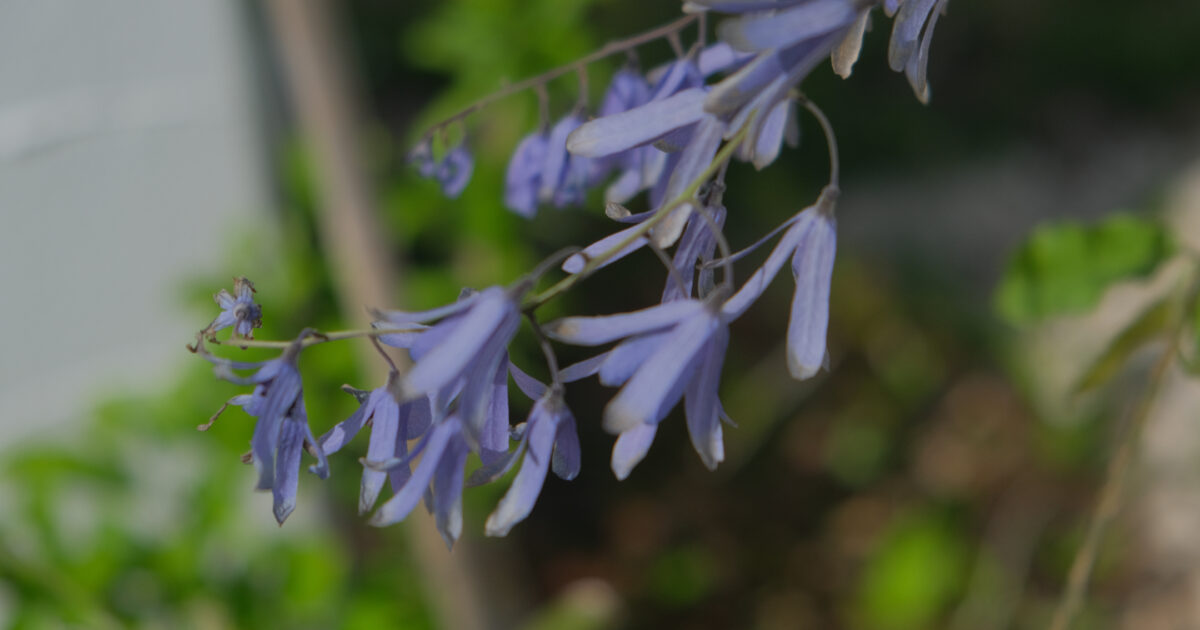 ペトレアの花