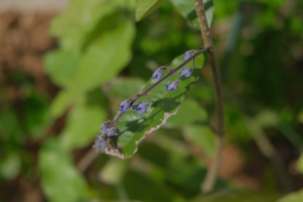 元気のないペトレアの花と葉