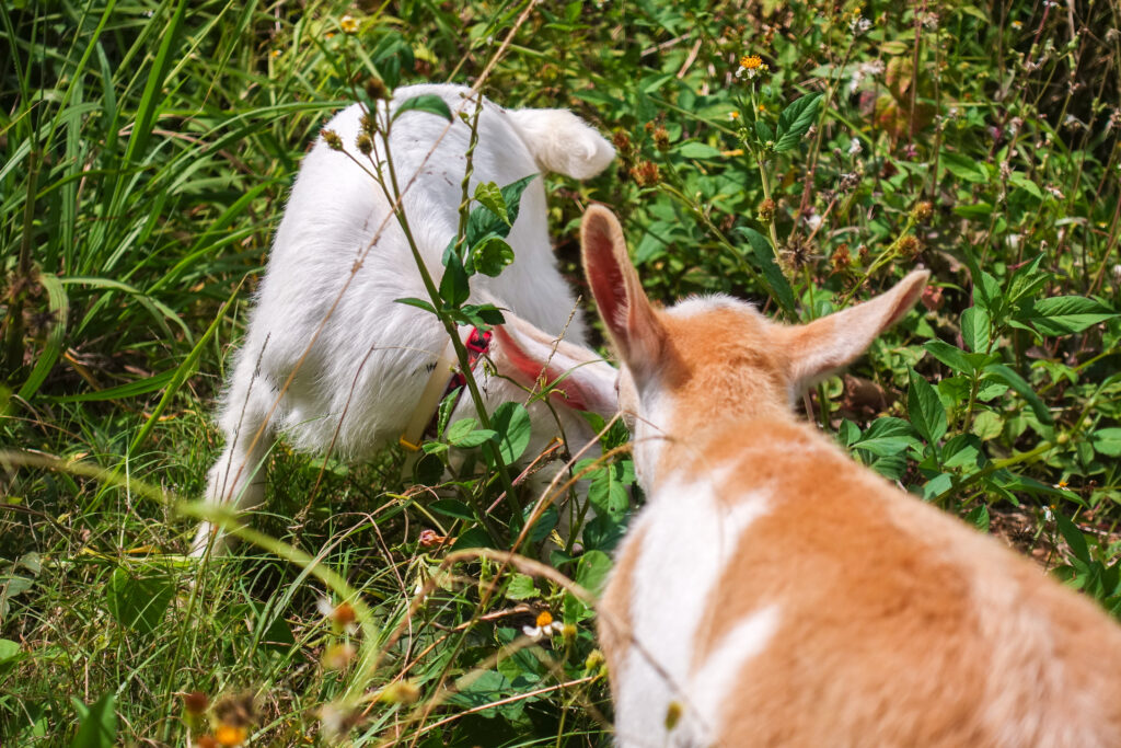 1歳半の雄ヤギのマールと雌ヤギのユイ