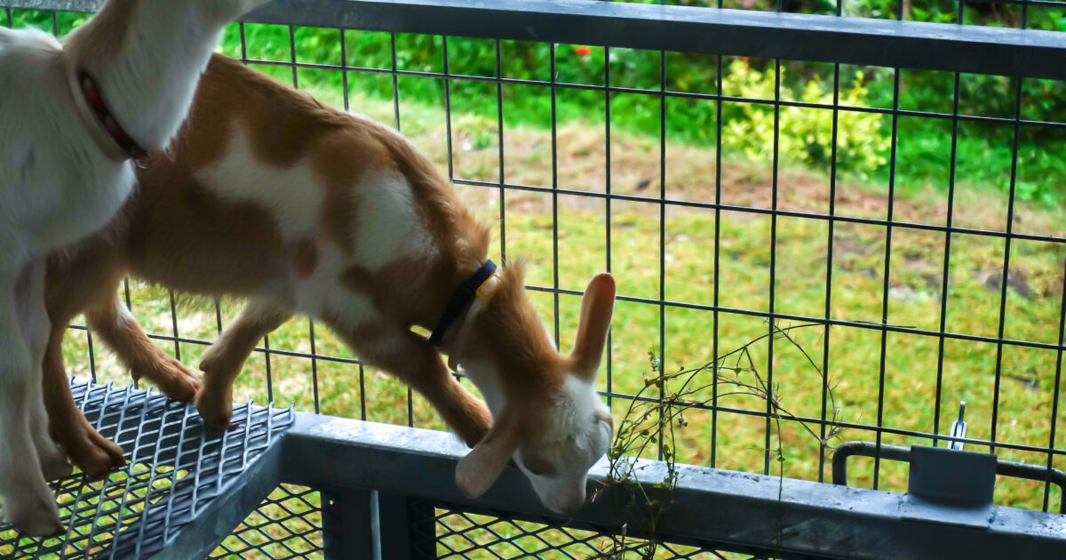 ヤギ小屋の中で退屈そうなユイとマール