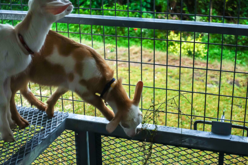 ヤギ小屋の中で退屈そうなユイとマール