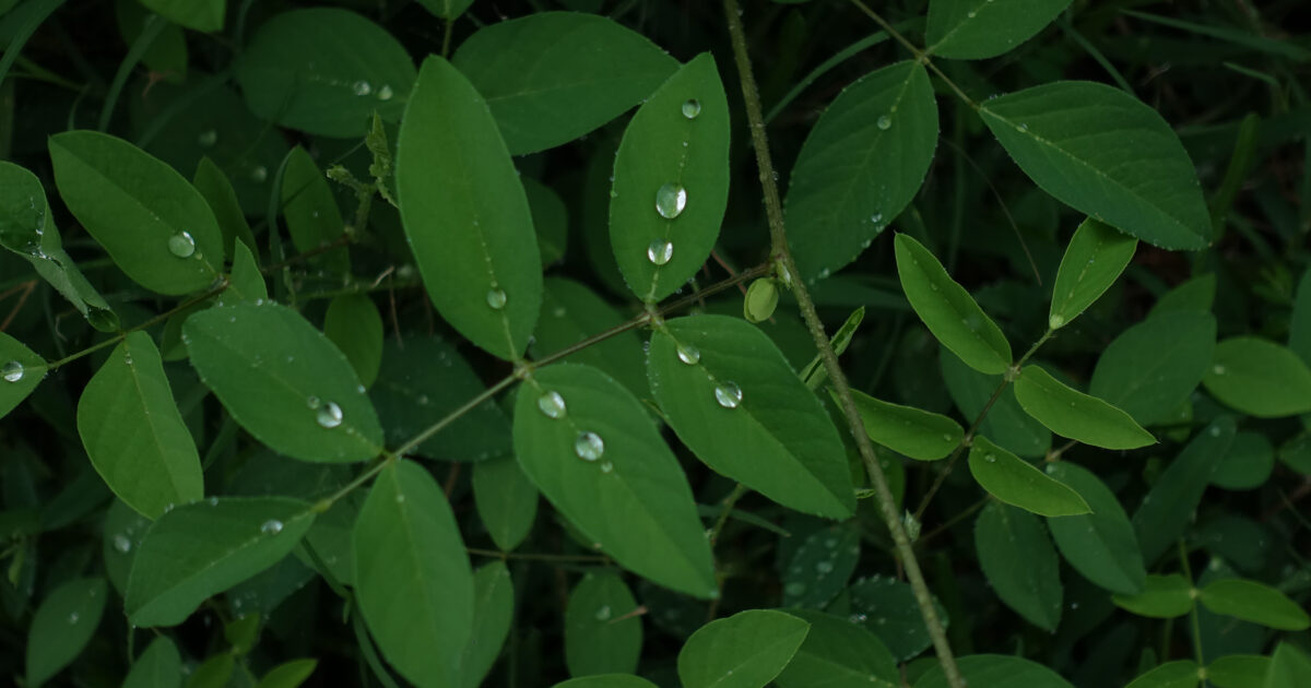 雨に濡れるバタフライピーの葉