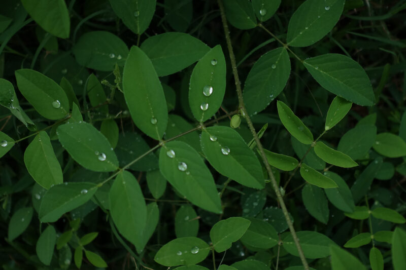 雨に濡れるバタフライピーの葉