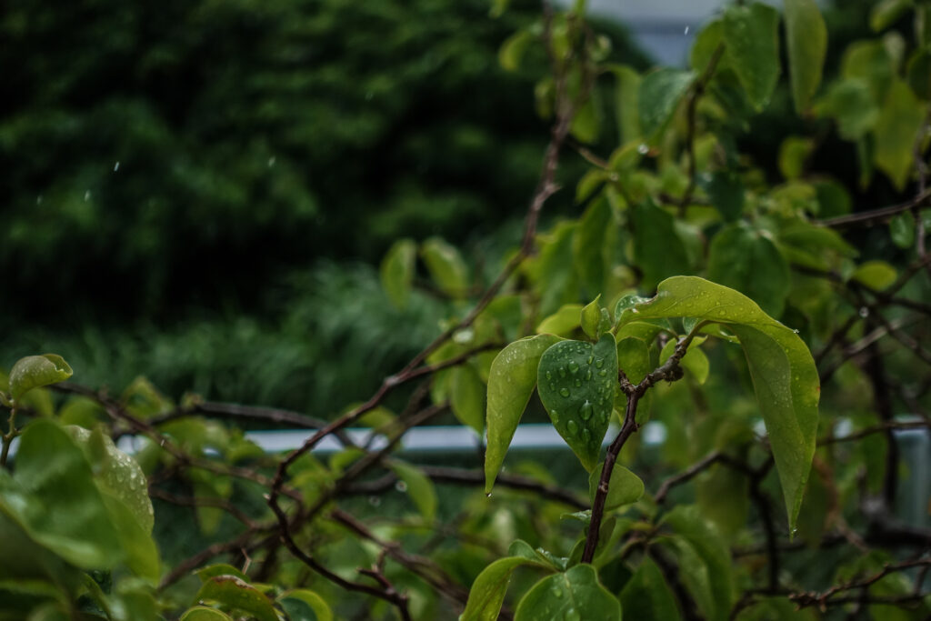 雨に濡れるブーゲンビリア