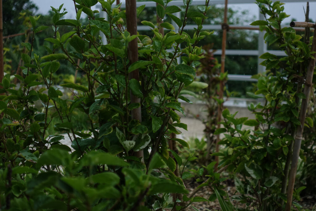 雨に濡れるハイビスカス