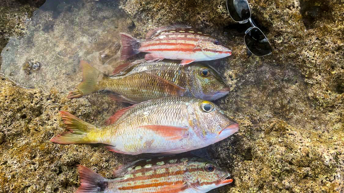 釣果写真