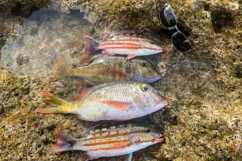 釣果写真