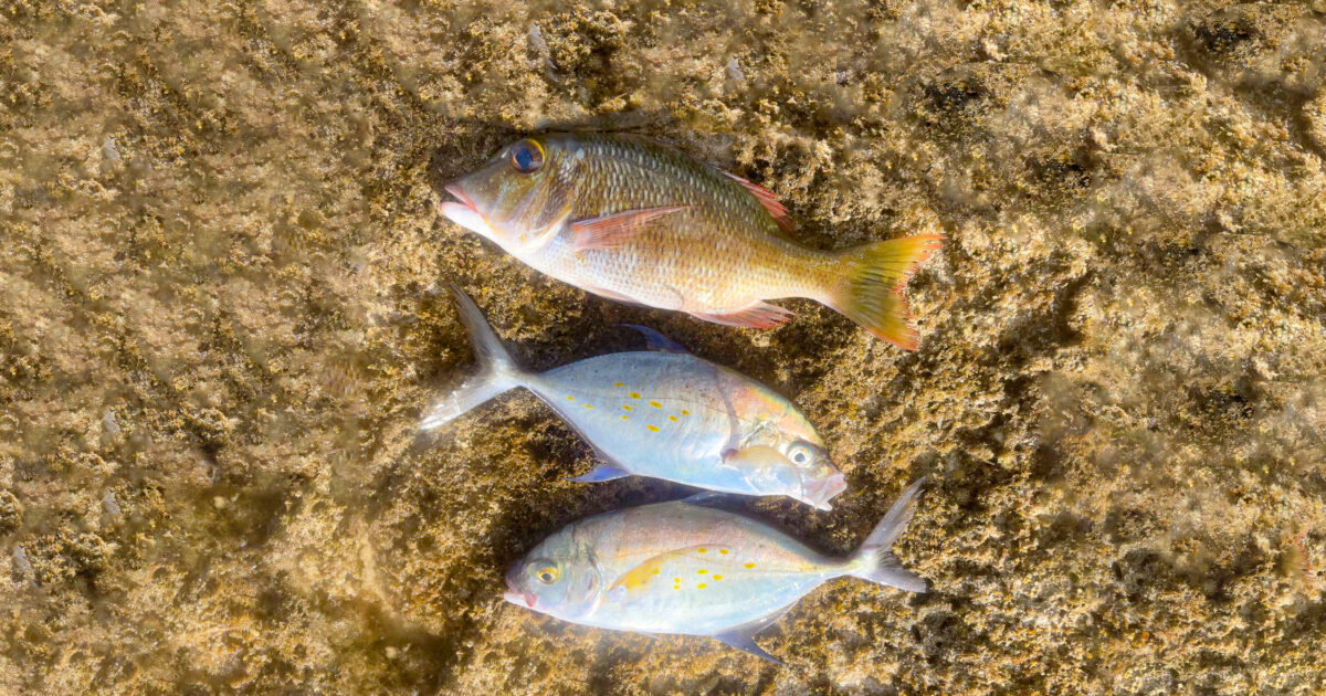 釣果写真