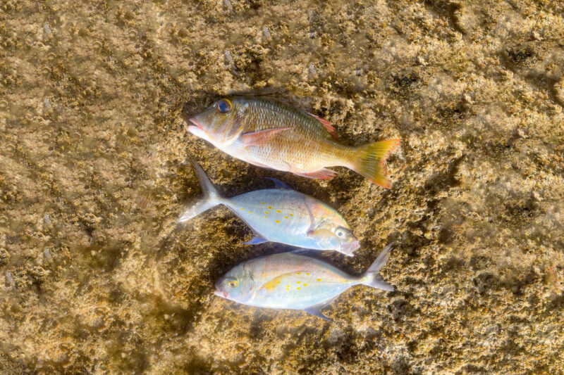 釣果写真