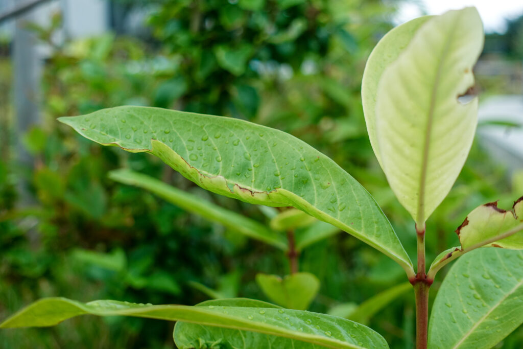 冬の植栽