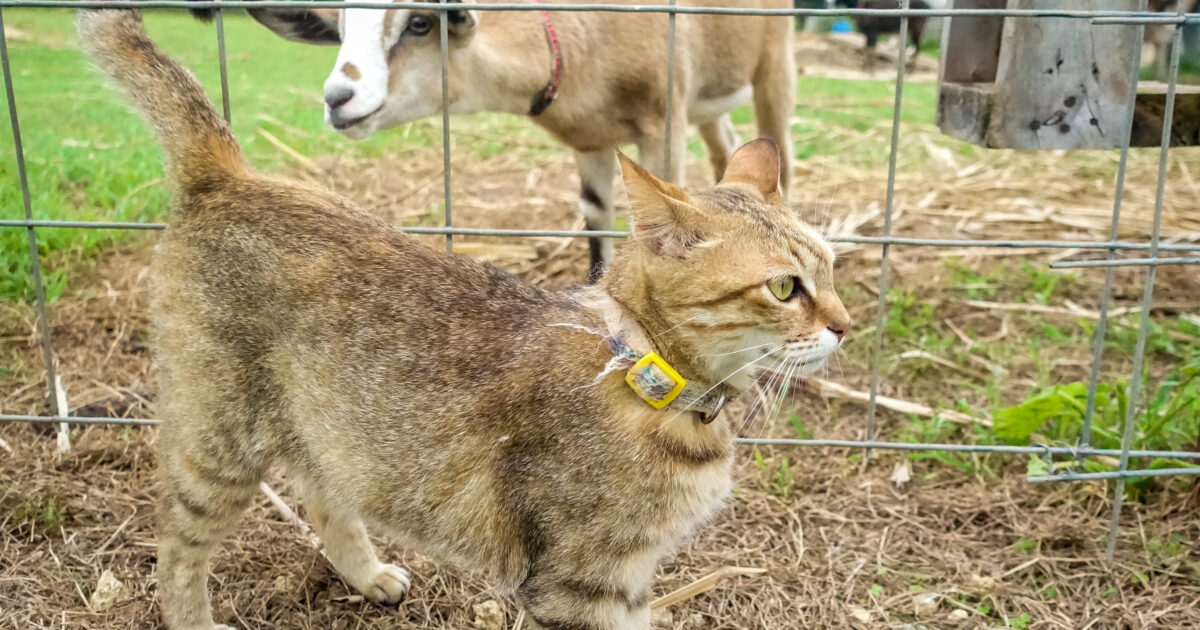 猫を不思議そうに見る仔ヤギ