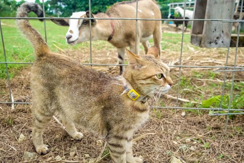 猫を不思議そうに見る仔ヤギ