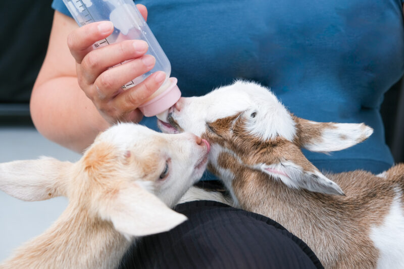 哺乳瓶からミルクを飲む生後1週間の仔ヤギ