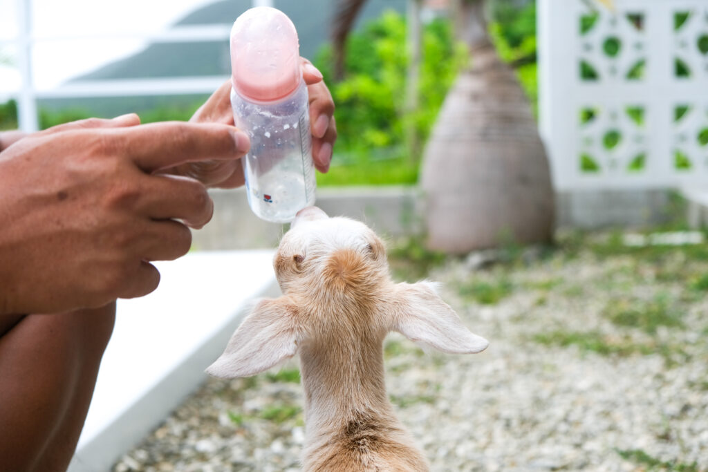 カラになった哺乳瓶を見つめる生後1週間の仔ヤギ