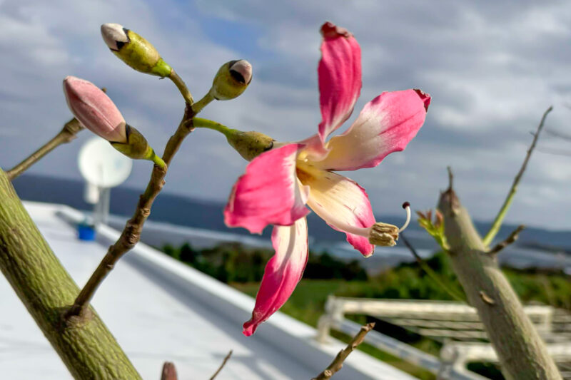 トックリキワタの花