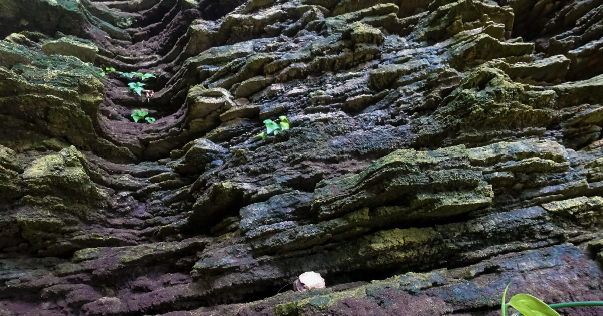 サンゴの地層、琉球石灰岩