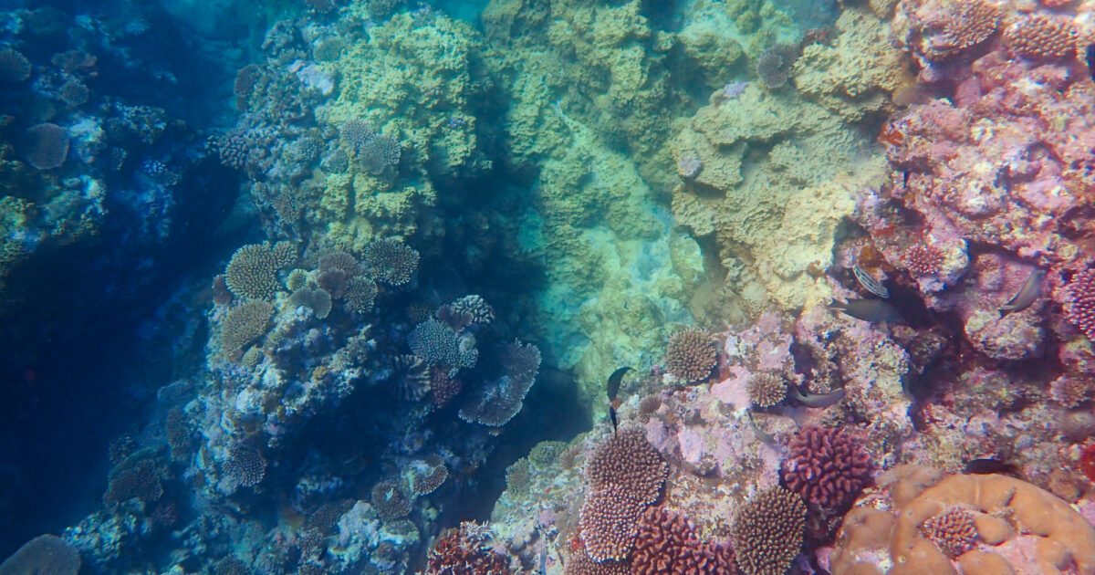 石垣島のサンゴ礁