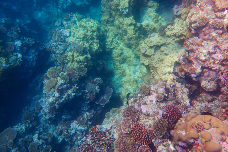 石垣島のサンゴ礁