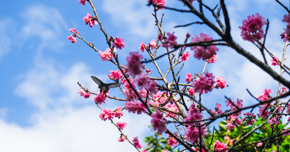 寒緋桜とジャコウアゲハ