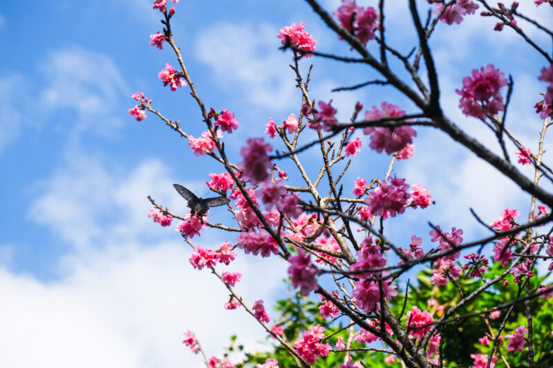 寒緋桜とジャコウアゲハ