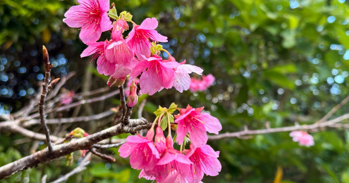 寒緋桜