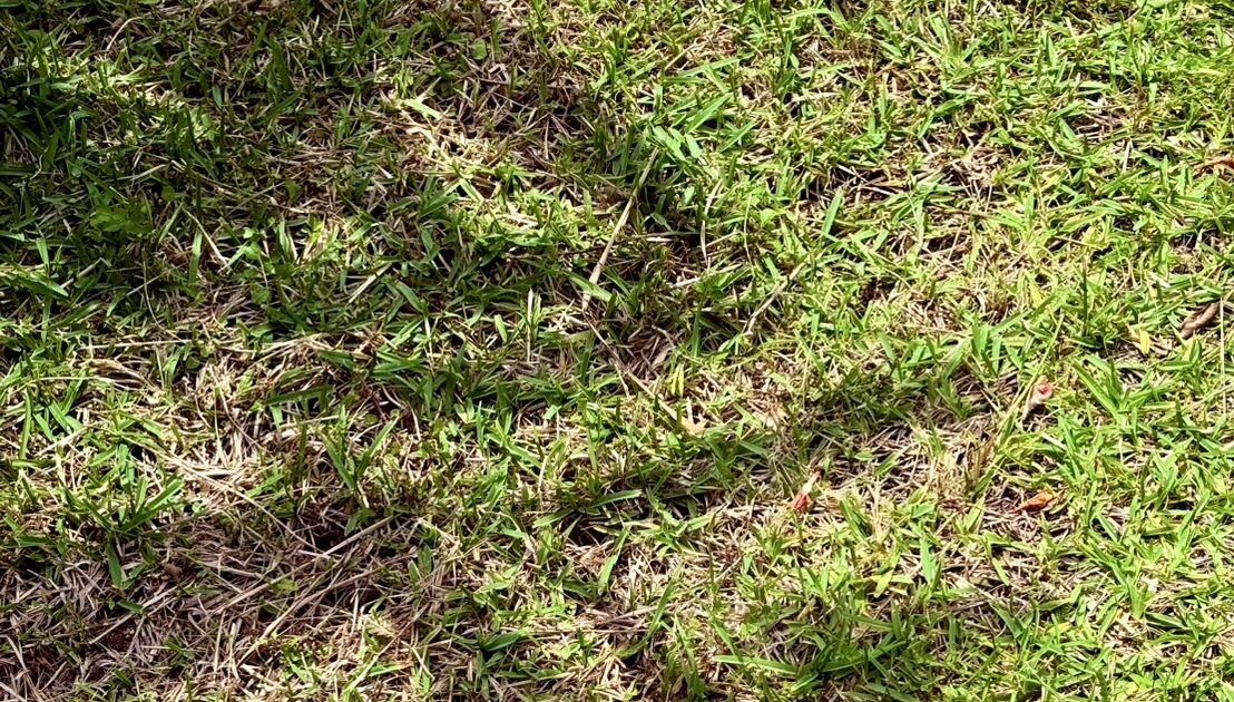 芝生に映る月桃の影