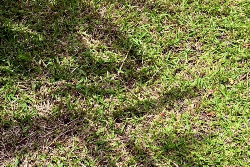 芝生に映る月桃の影